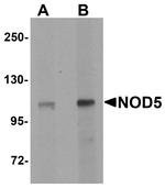 NLRX1 Antibody in Western Blot (WB)