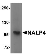 NALP4 Polyclonal Antibody