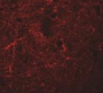 NALP7 Antibody in Immunohistochemistry (IHC)