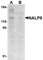 NALP8 Polyclonal Antibody