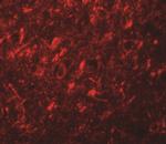 NALP10 Antibody in Immunohistochemistry (IHC)