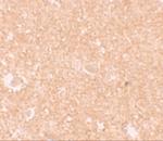 NALP10 Antibody in Immunohistochemistry (IHC)