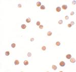 NALP11 Polyclonal Antibody