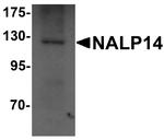 NALP14 Polyclonal Antibody