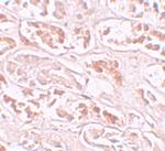 BANP Polyclonal Antibody