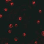 KPNA1 Antibody in Immunocytochemistry (ICC/IF)