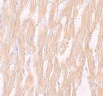KPNA2 Polyclonal Antibody