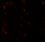 KPNA6 Polyclonal Antibody