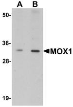 MOX1 Polyclonal Antibody