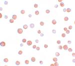 TCF12 Polyclonal Antibody