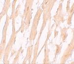 ATG9A Polyclonal Antibody