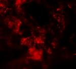 MFSD2A Polyclonal Antibody