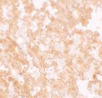 MFSD2A Antibody in Immunohistochemistry (IHC)