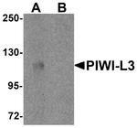 PIWIL3 Antibody in Western Blot (WB)