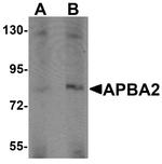 APBA2 Antibody in Western Blot (WB)