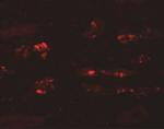 STOX2 Antibody in Immunohistochemistry (IHC)