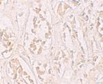 STOX2 Polyclonal Antibody