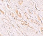 TMEM59 Polyclonal Antibody