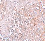 SLC39A8 Polyclonal Antibody