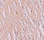 SLC39A9 Polyclonal Antibody