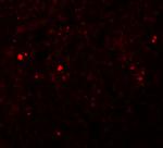 ZIP13 Antibody in Immunohistochemistry (IHC)