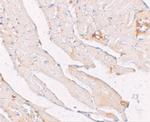 Klotho Polyclonal Antibody