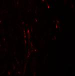 CXXC5 Antibody in Immunohistochemistry (IHC)