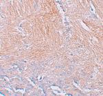 CXXC5 Polyclonal Antibody