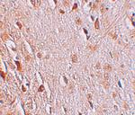 WIZ Polyclonal Antibody