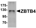 ZBTB4 Antibody in Western Blot (WB)