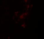 ZBTB5 Antibody in Immunohistochemistry (IHC)