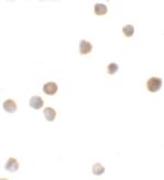 ZBTB6 Antibody in Immunocytochemistry (ICC/IF)