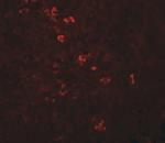 ZBTB8A Antibody in Immunohistochemistry (IHC)