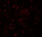 PION Polyclonal Antibody