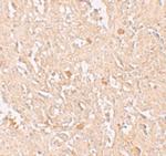 FBXL16 Polyclonal Antibody