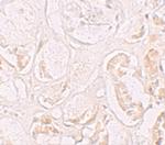 SLAMF9 Polyclonal Antibody