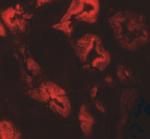 ZNF346 Antibody in Immunohistochemistry (IHC)