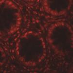 LRRFIP1 Antibody in Immunohistochemistry (IHC)