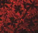 LRRFIP2 Antibody in Immunohistochemistry (IHC)