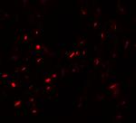 MYZAP Antibody in Immunohistochemistry (IHC)