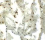 MYZAP Polyclonal Antibody
