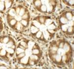 CD150 Polyclonal Antibody