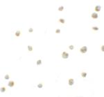 DYRK2 Polyclonal Antibody