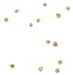 PRR5L Polyclonal Antibody