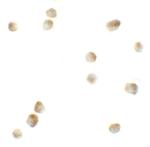 ROCK1 Polyclonal Antibody