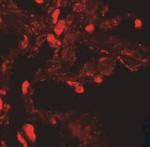 EZH1 Antibody in Immunohistochemistry (IHC)