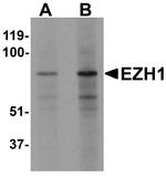 EZH1 Antibody in Western Blot (WB)