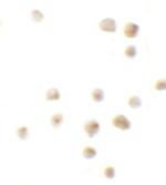 EZH2 Polyclonal Antibody