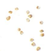 SPTLC2 Polyclonal Antibody