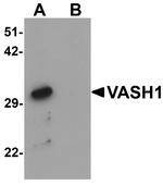 VASH1 Antibody in Western Blot (WB)